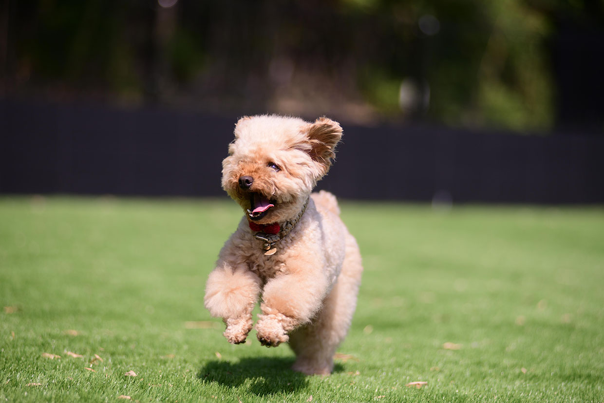 Dogrun 1