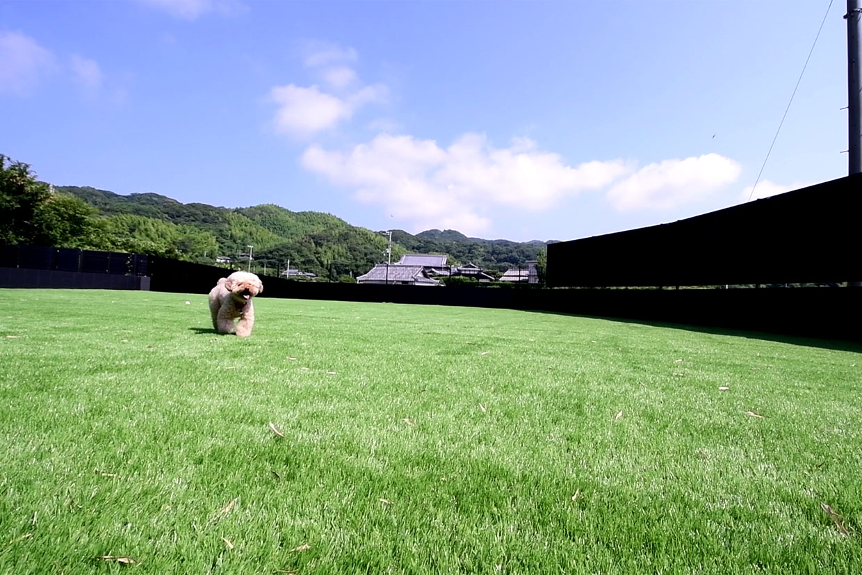 Dogrun 5